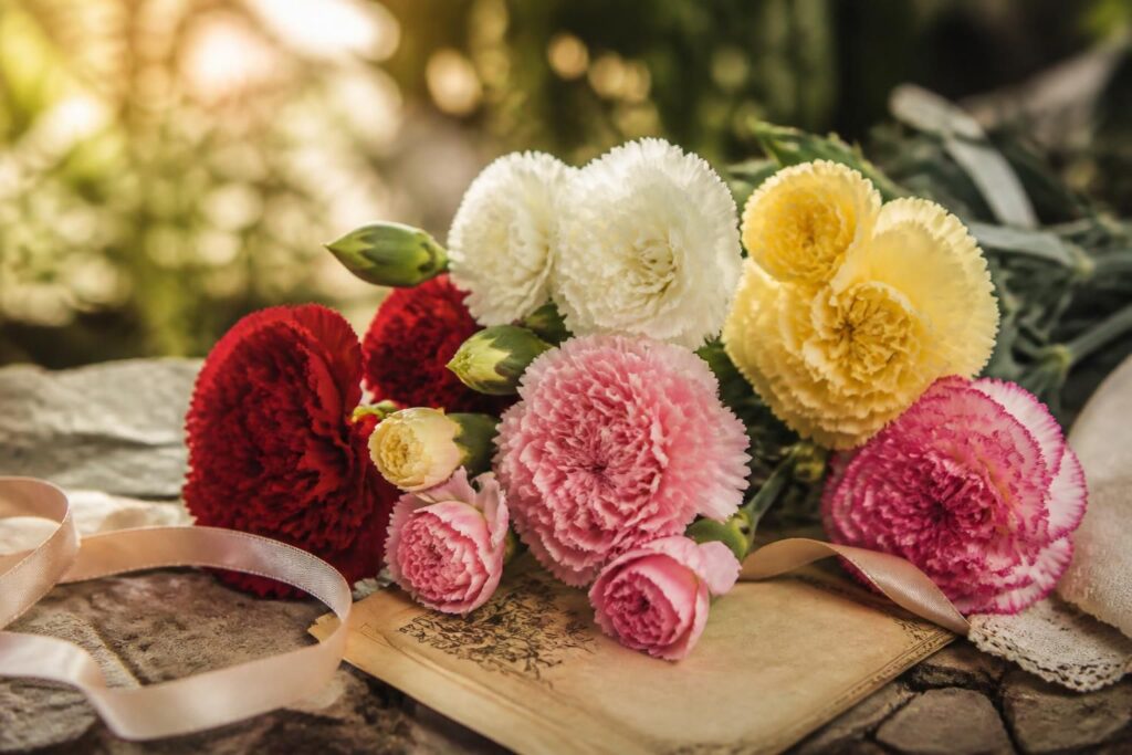 Œillet signification : symboles et traditions autour de cette fleur