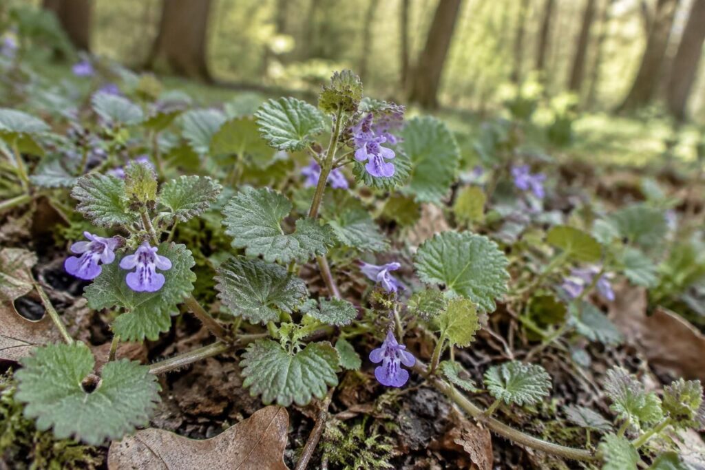 découvrez le lierre terrestre, une plante sauvage aux usages traditionnels : identification, propriétés et conseils pour mieux la connaître.